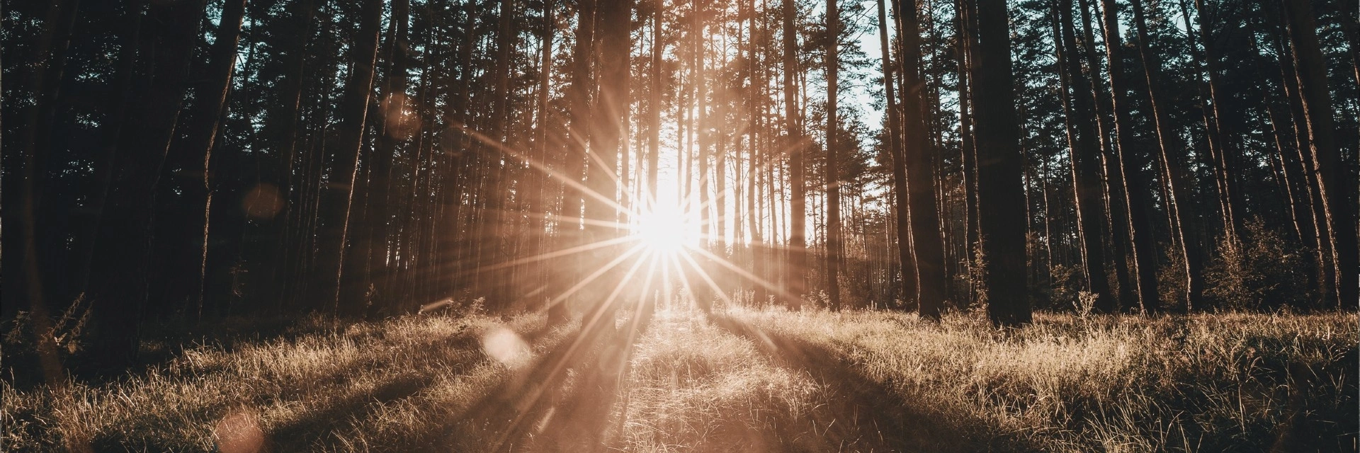 Image of a sunset through a forest
