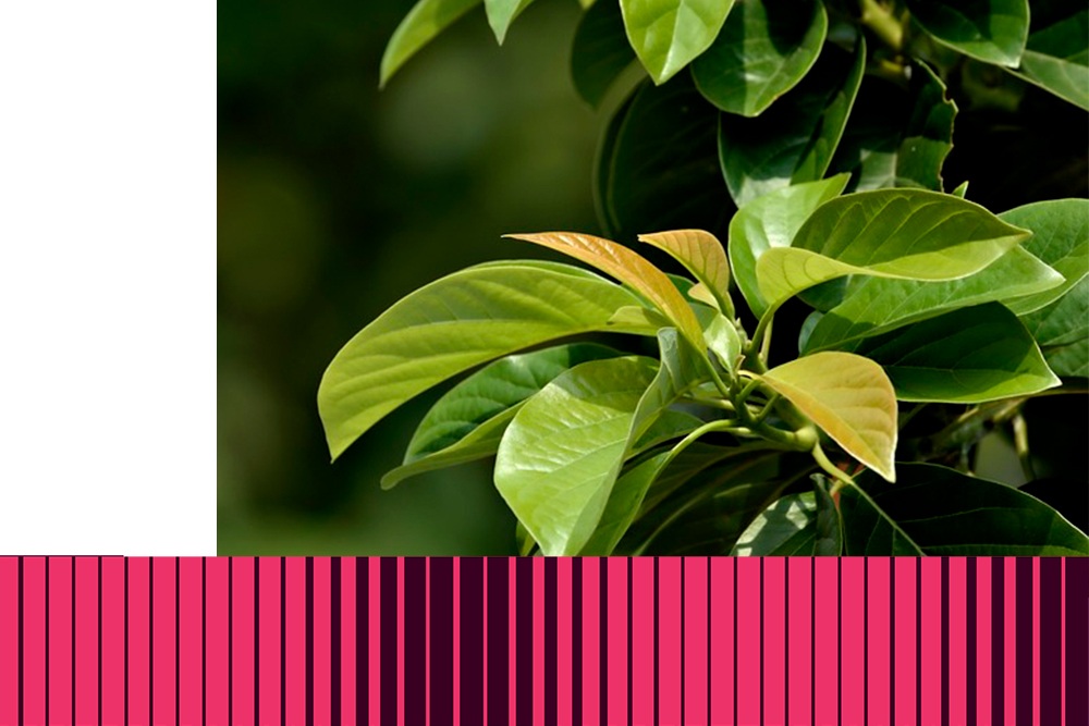Image of green leaves