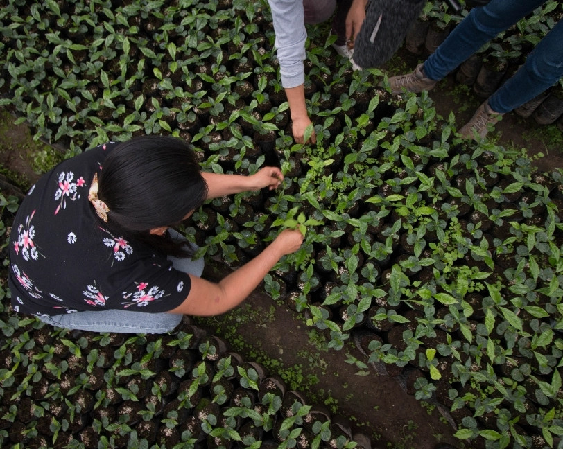 Image of a girl planting seeds from above