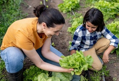 Image of a woman and a little girl growing lettuces at a farm