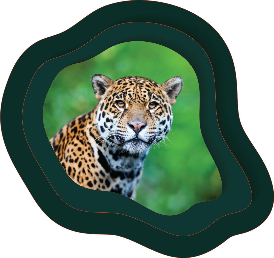 Amazon jaguar