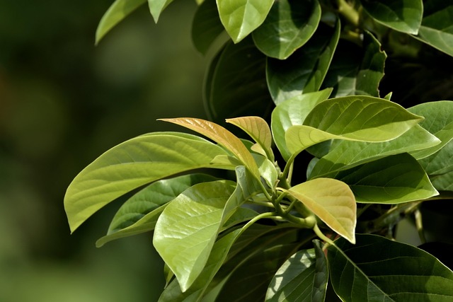 Image of green leaves of a plant in a sunny day