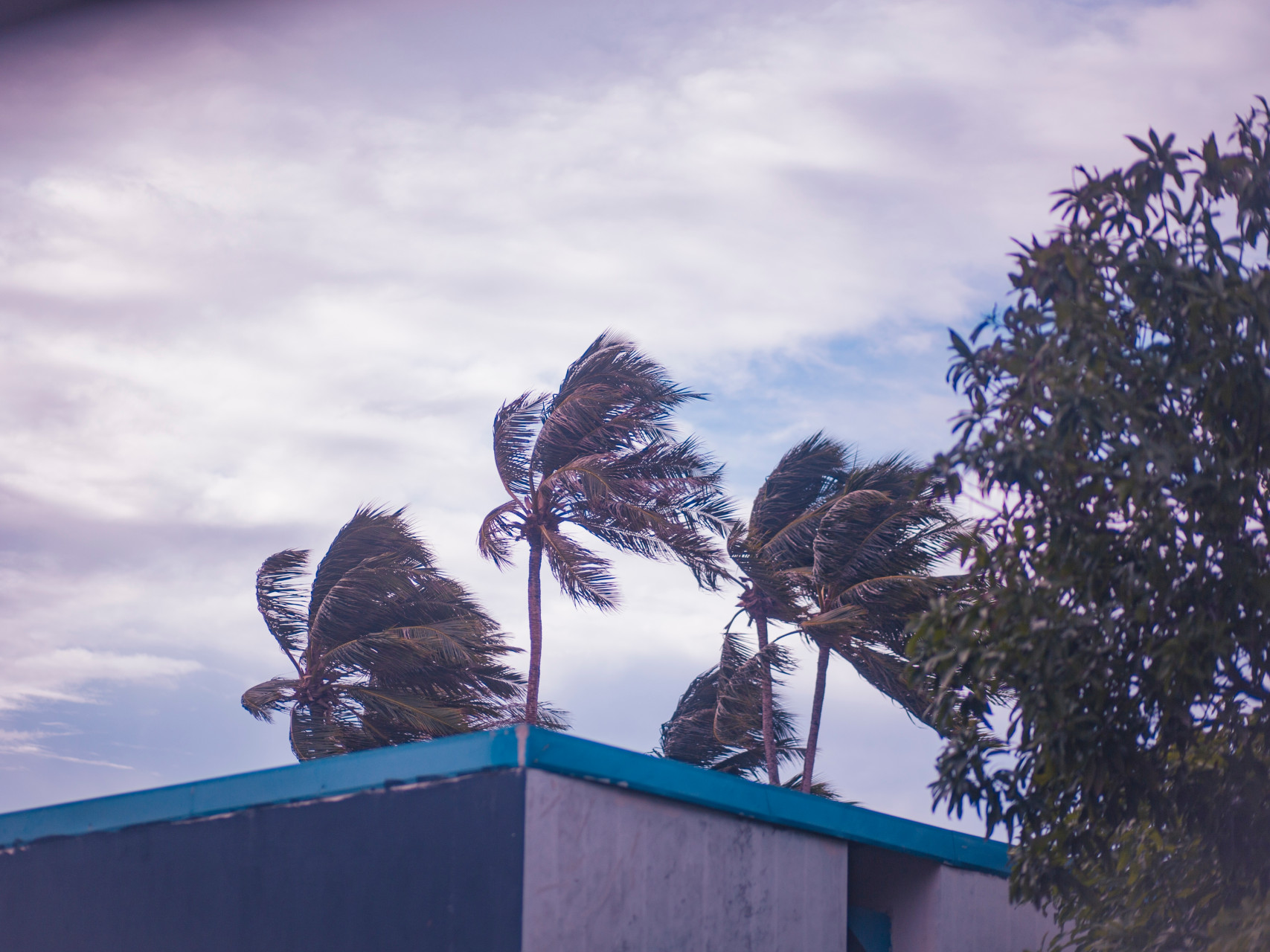 Windy rain storm on a tropical landscape with palm trees blowing with the wind