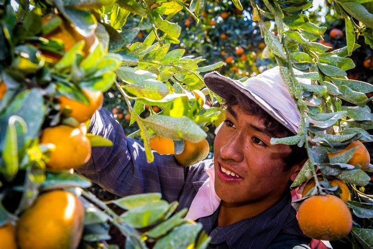 working man smiling while harvest tree