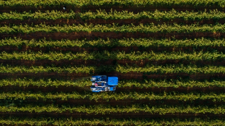 Top view of an industrial crop. 