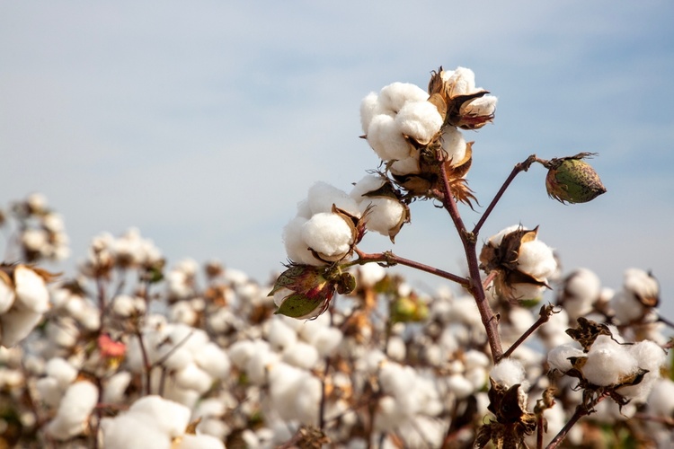 Image of a cotton plant. Credit: Shutterstock. 