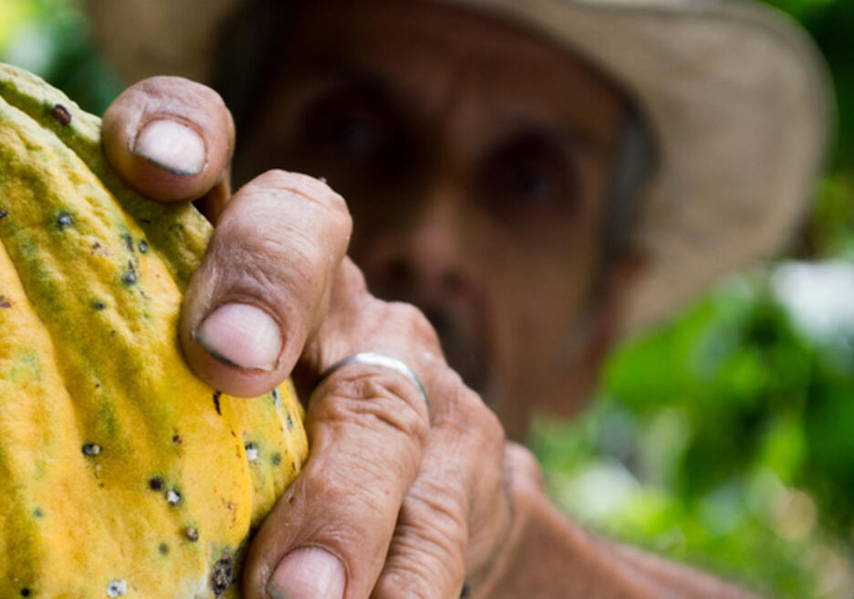 Why is there growing demand for Central American cocoa?