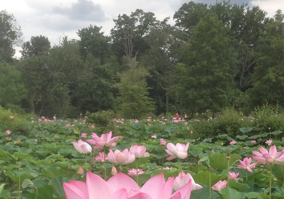 Surprising ways that biodiversity is linked to sustainable development