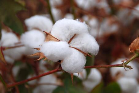 Fotografía de primer plano de una planta de algodón