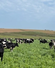 Dairy, Uruguay, financing