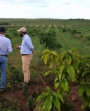 cacay trees, agribusiness, Colombia, reforestation, climate change