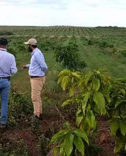 cacay, agronegocios, Colombia, reforestación, cambio climático 