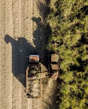 Sugar cane fields in Guatemala. Photo credit: iStock.