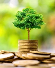 Image showing a tree growing out of a bunch of coins
