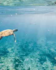 Image of a turtle swimming in the cristal clear ocean water