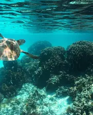 Turtle in ocean