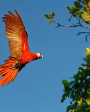 A macaw parrot in the Amazon jungle