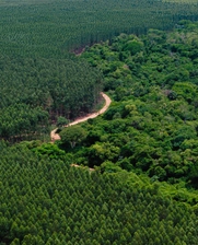 Proyecto forestal de Paracel en Paraguay