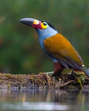 Tucán andino piquilaminado (Andigena laminirostris), también conocido en inglés como Plate-billed Mountain-Toucan.
