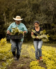 Brazil agriculture 