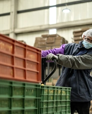 Fruit quality control packing plant.jpg