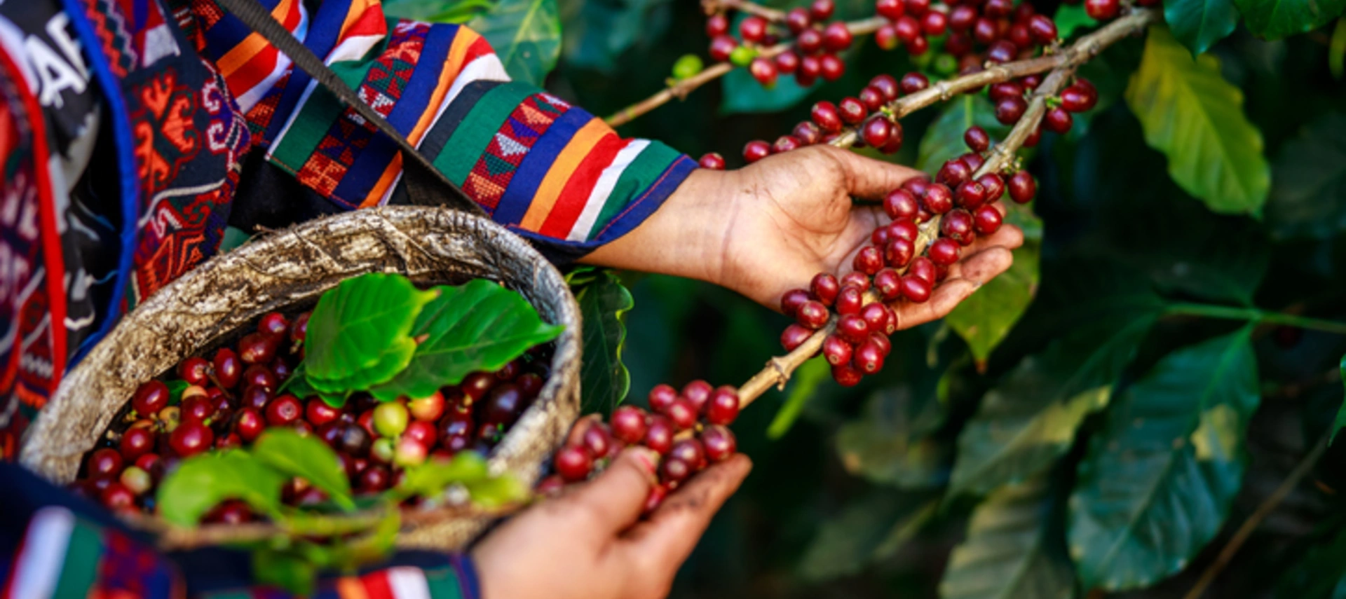 Image of a woman growing coffee beans