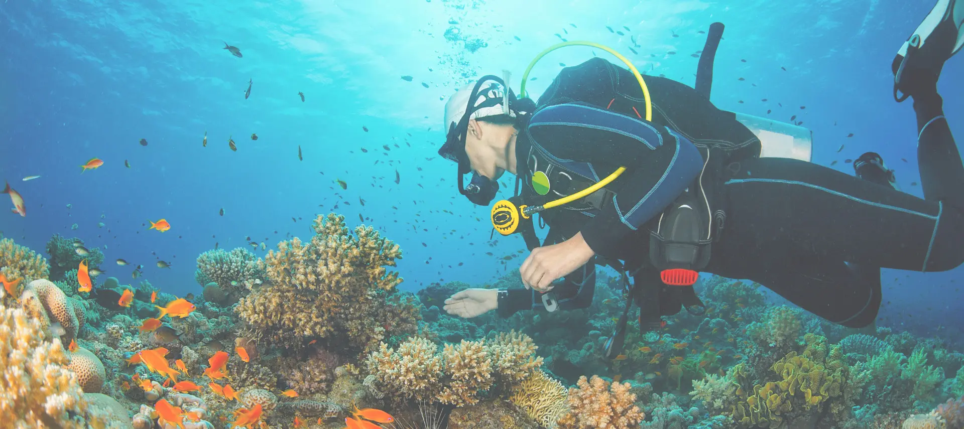 Image of a diver at a coral reef