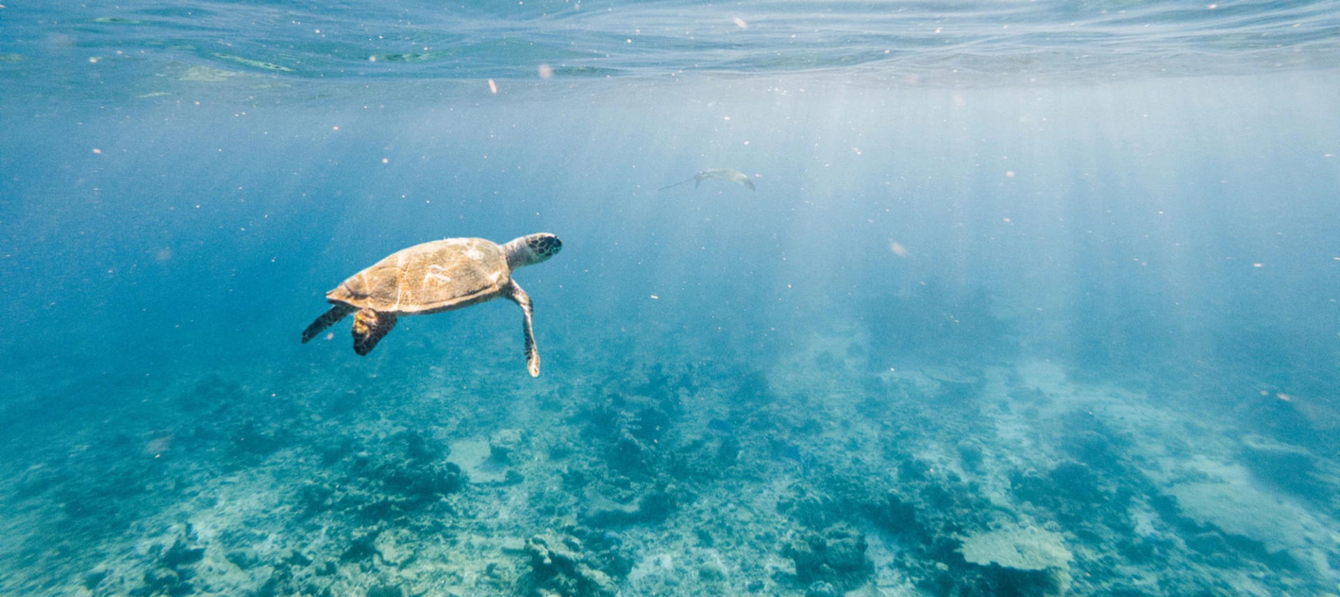Image of a turtle swimming in the cristal clear ocean water