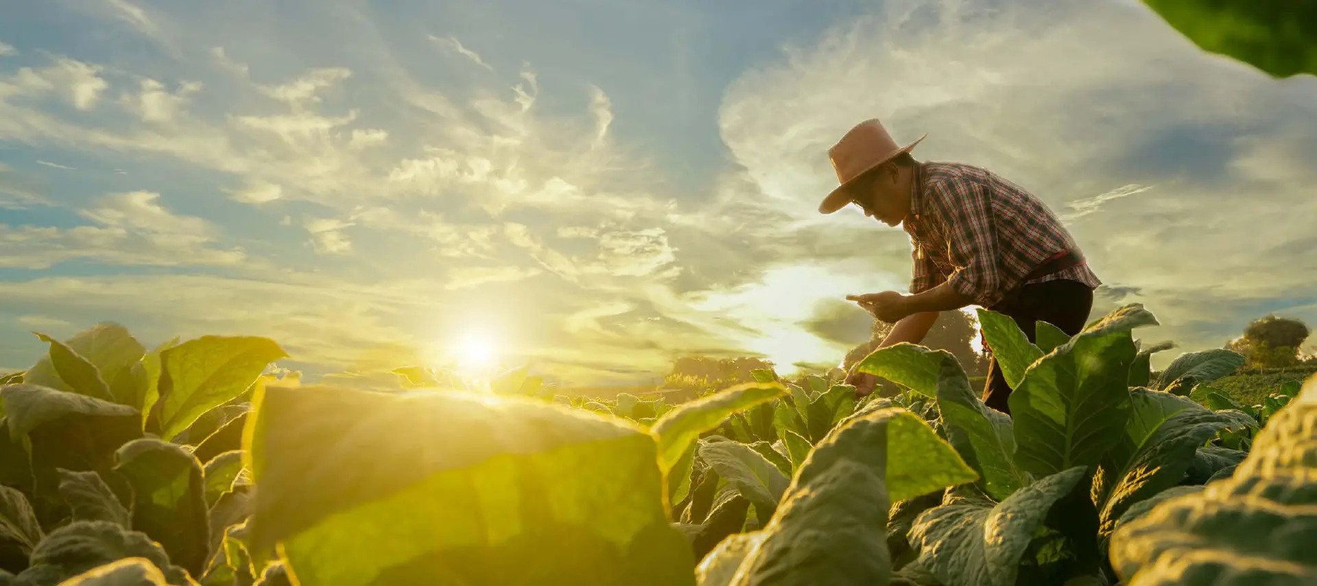 Banner image of a farmer on a sunset