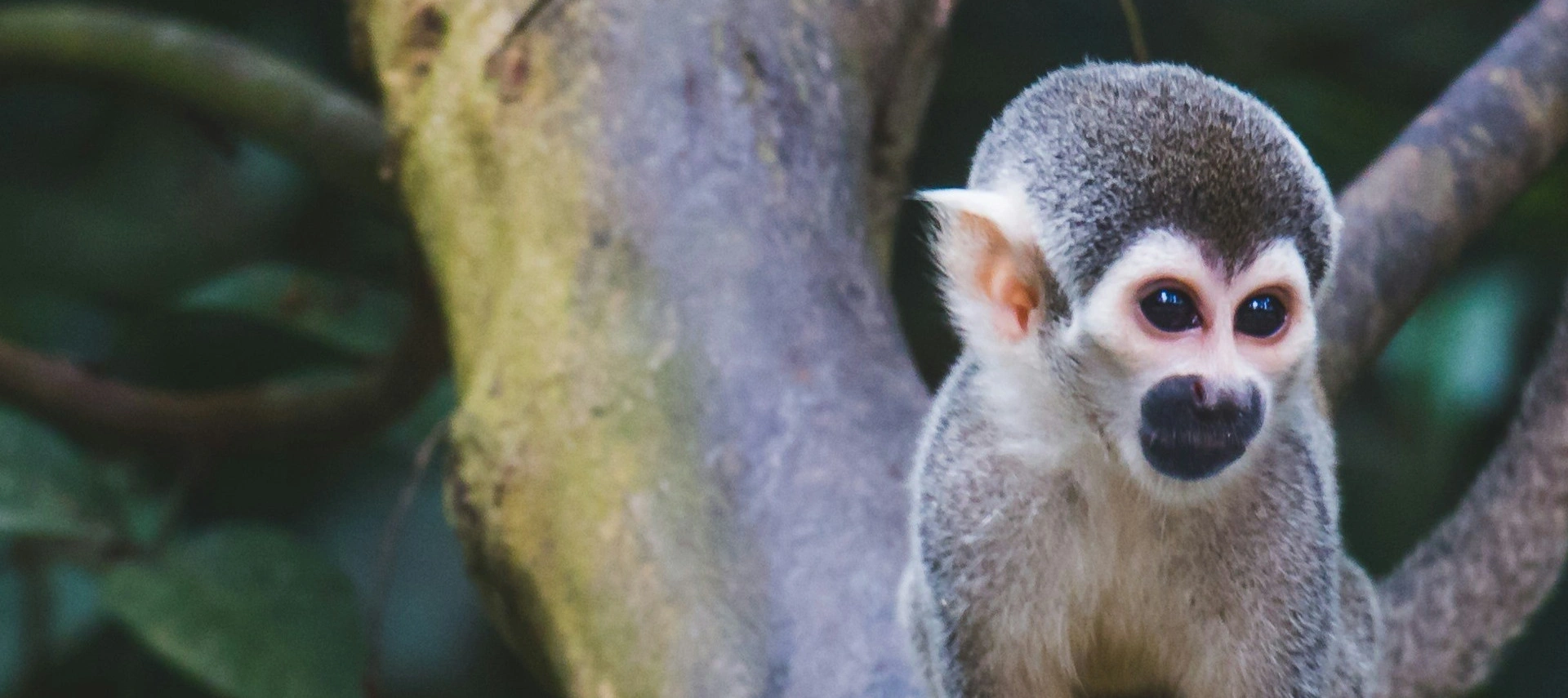 Image of an Amazon monkey on a tree