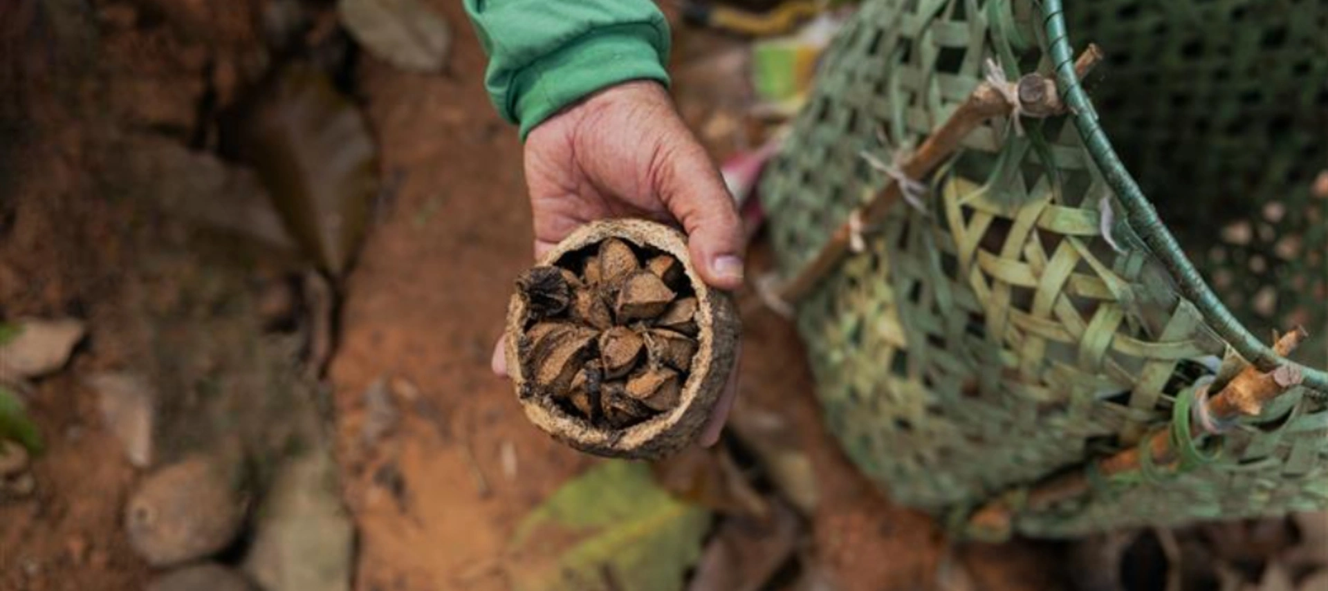Seeds in a person's hands