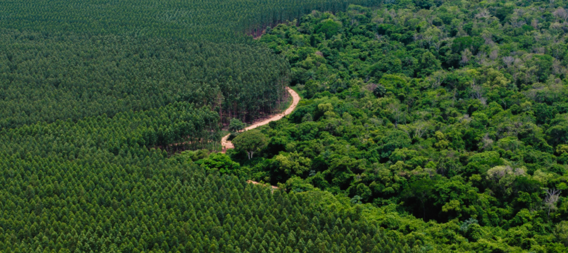 Proyecto forestal de Paracel en Paraguay