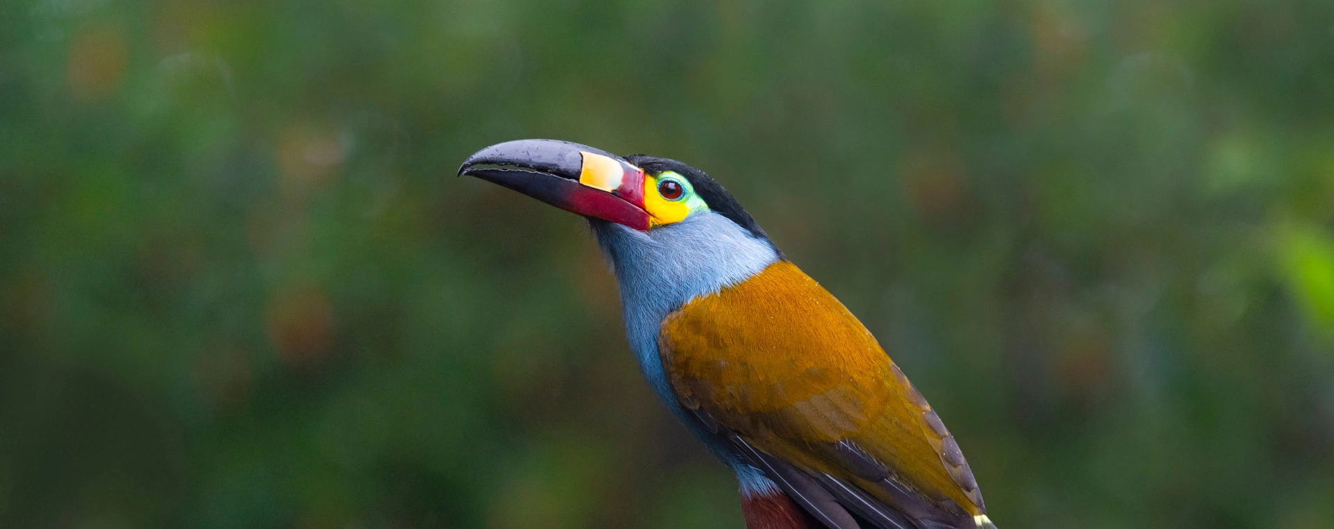 Tucan andino banner image