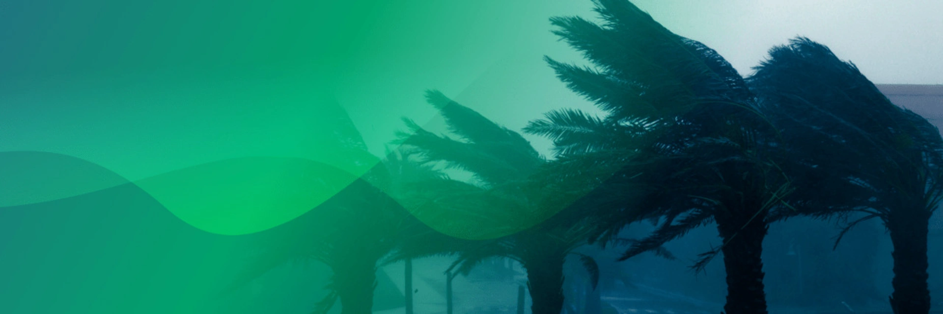 Banner image of palm trees moved by the wind