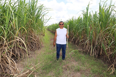 A sugarcane farmer holds a sugarcane stalk in a field in Belize.