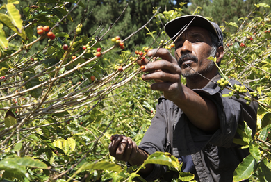 Latin America: The Next Global Breadbasket