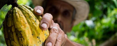 Why is there growing demand for Central American cocoa?
