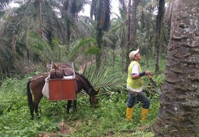 Four Ways to Get the Most out of Palm Oil in Latin America and the Caribbean