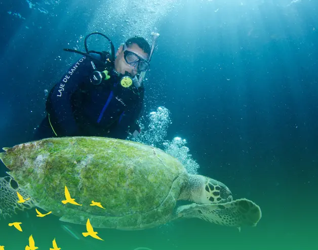 A scuba diver swims along a sea turtle