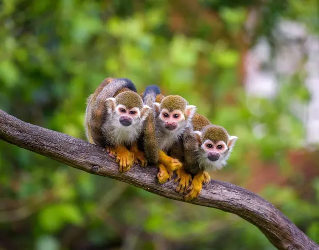 Monos en la selva