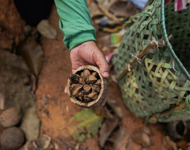 Seeds in a person's hands