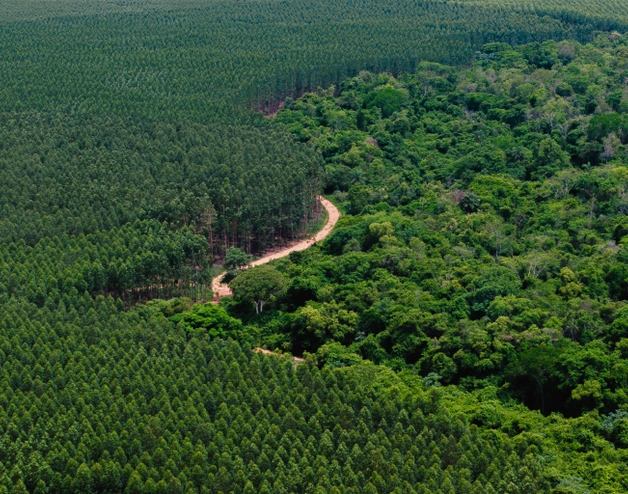 Proyecto forestal de Paracel en Paraguay