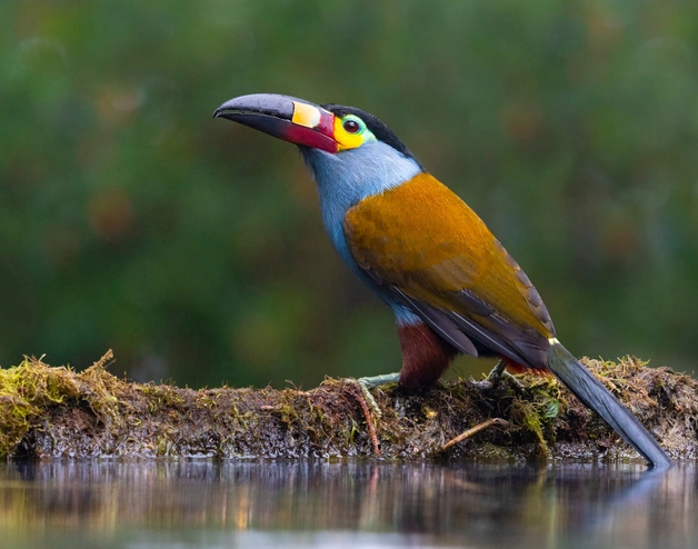 Tucán andino piquilaminado (Andigena laminirostris), también conocido en inglés como Plate-billed Mountain-Toucan.
