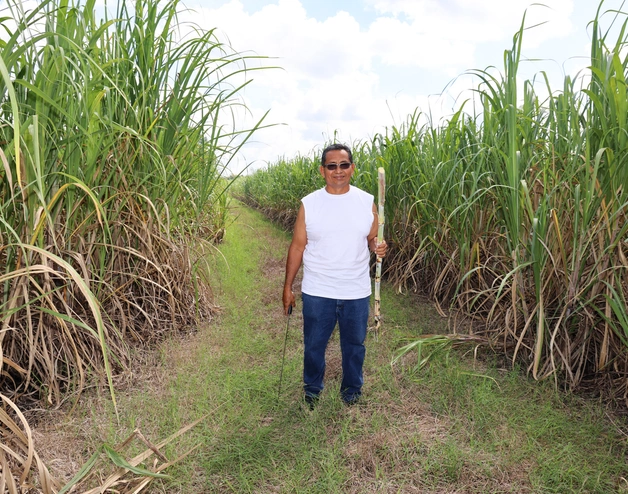 A sugarcane farmer holds a sugarcane stalk in a field in Belize.