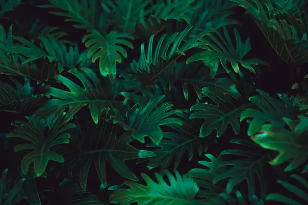 Image of dark green foliage in a tropical forest