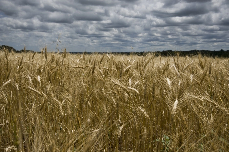 golden-wheat-fields-in-fran-picture-id538409927.jpg