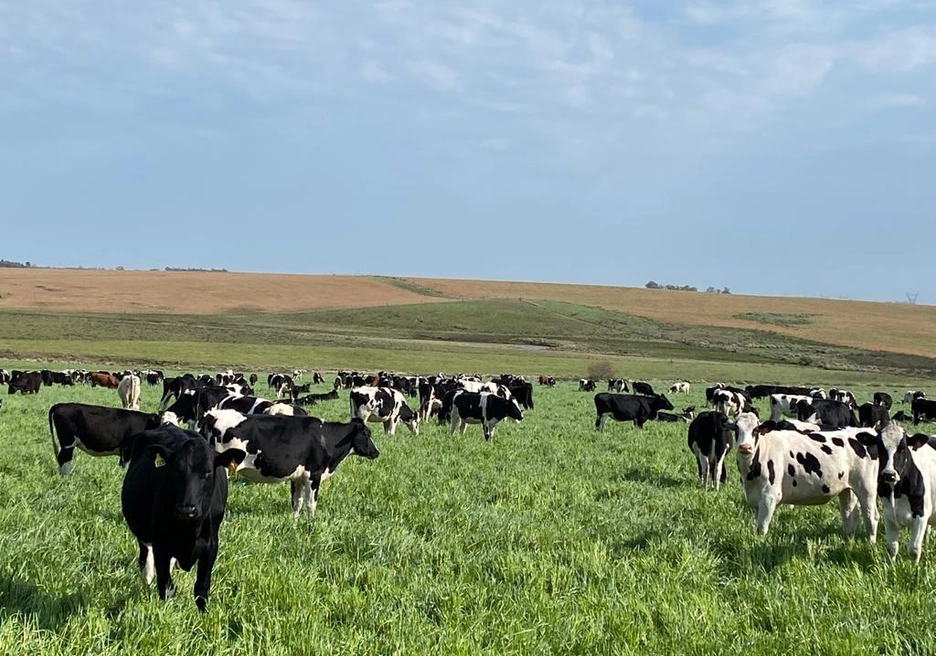 Dairy, Uruguay, financing