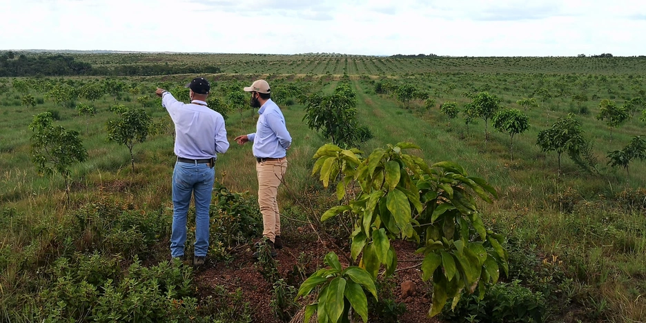 cacay trees, agribusiness, Colombia, reforestation, climate change