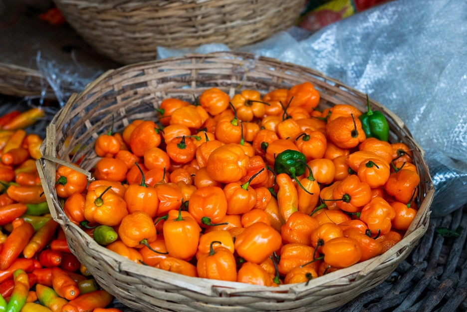 Habanero Peppers in a Basket