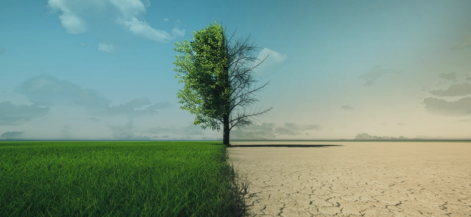 Image of a tree at the center, with a desert on its right side and a green field on its left side.